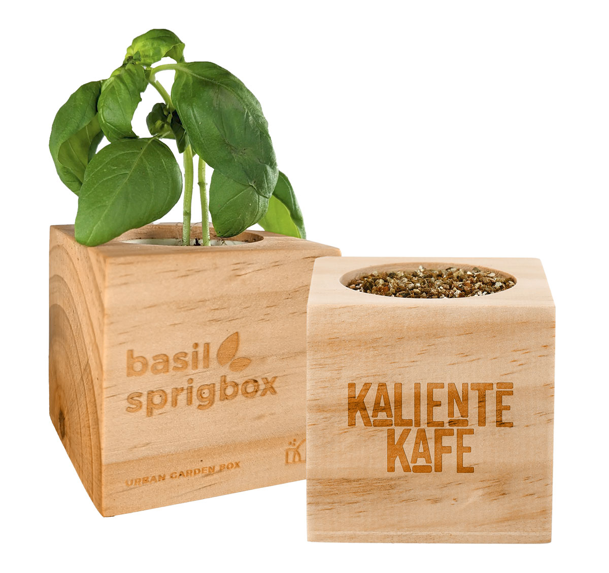 Basil Grow Kit with wooden planter
