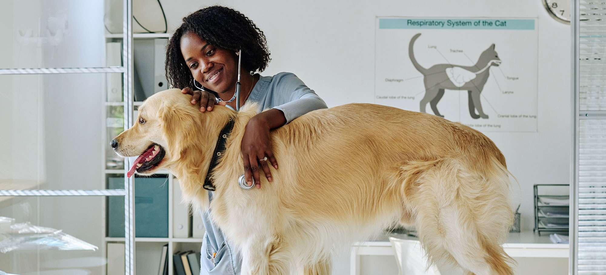 Veterinarian with dog