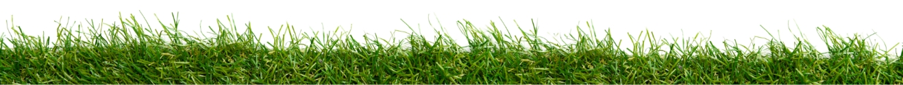 grass background