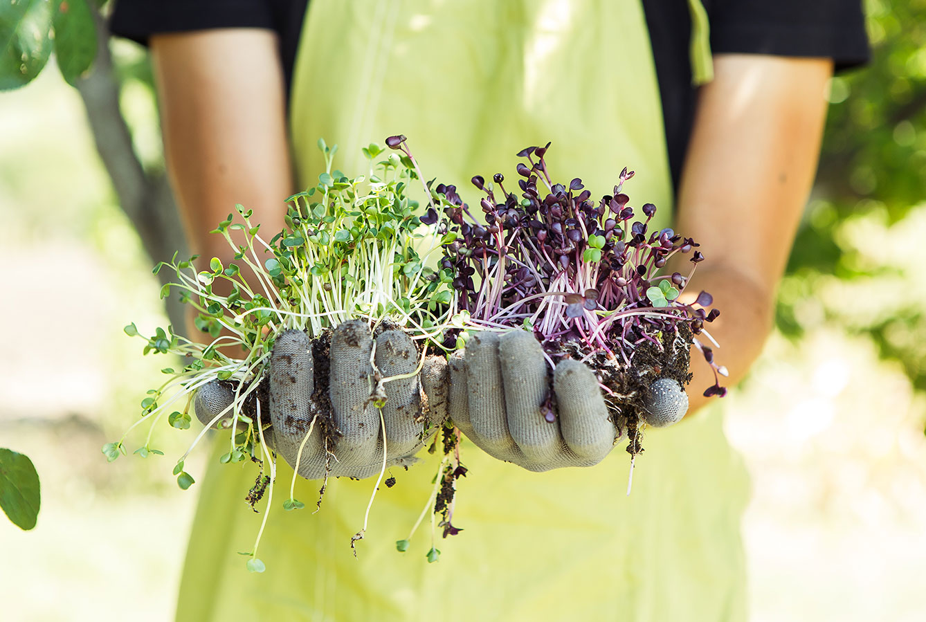 harvested microgreens