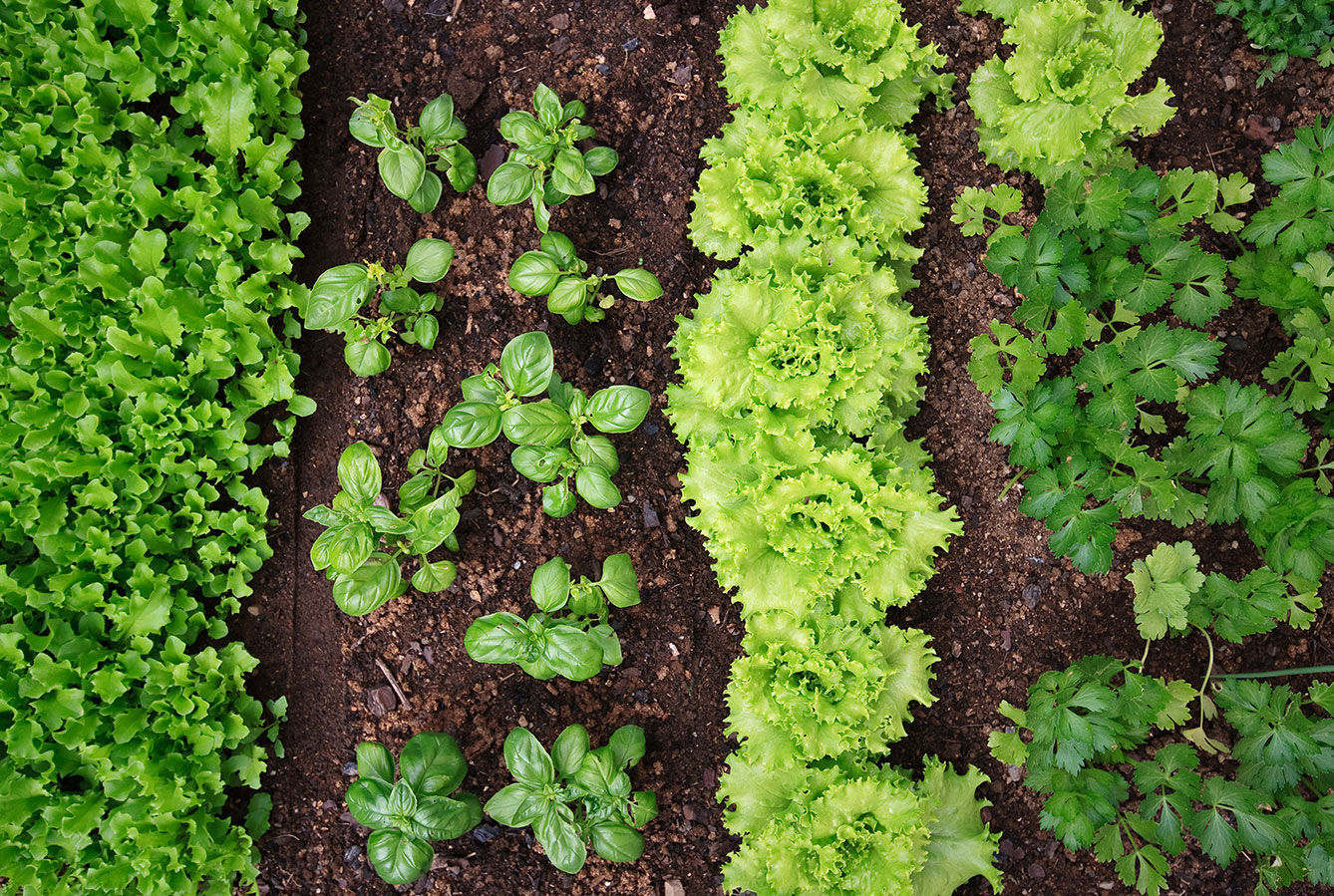 herb and greens garden