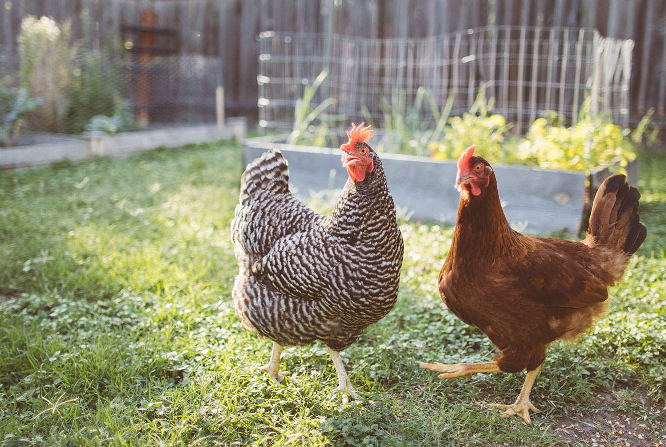 chickens in home garden