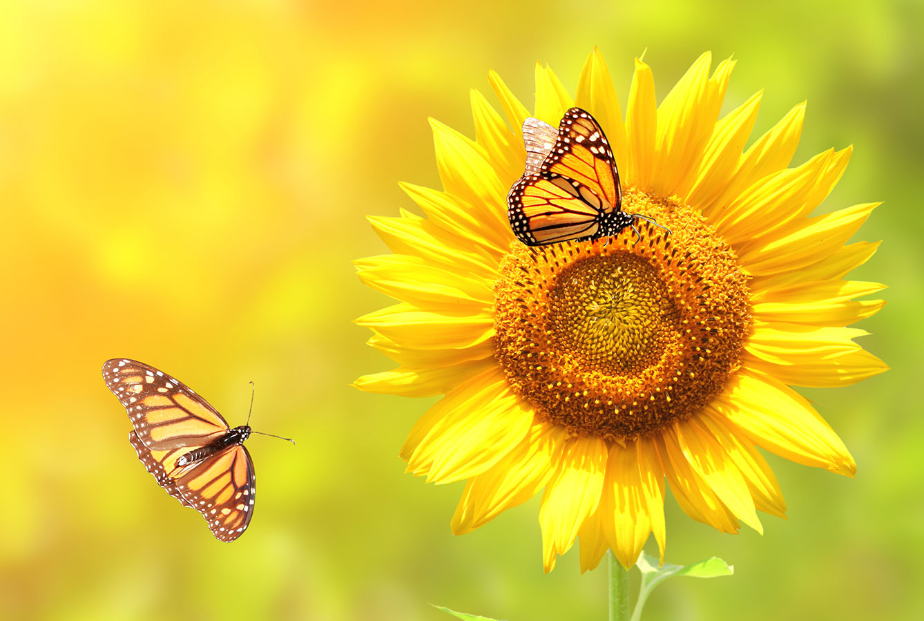 Monarch butterflies and sunflower
