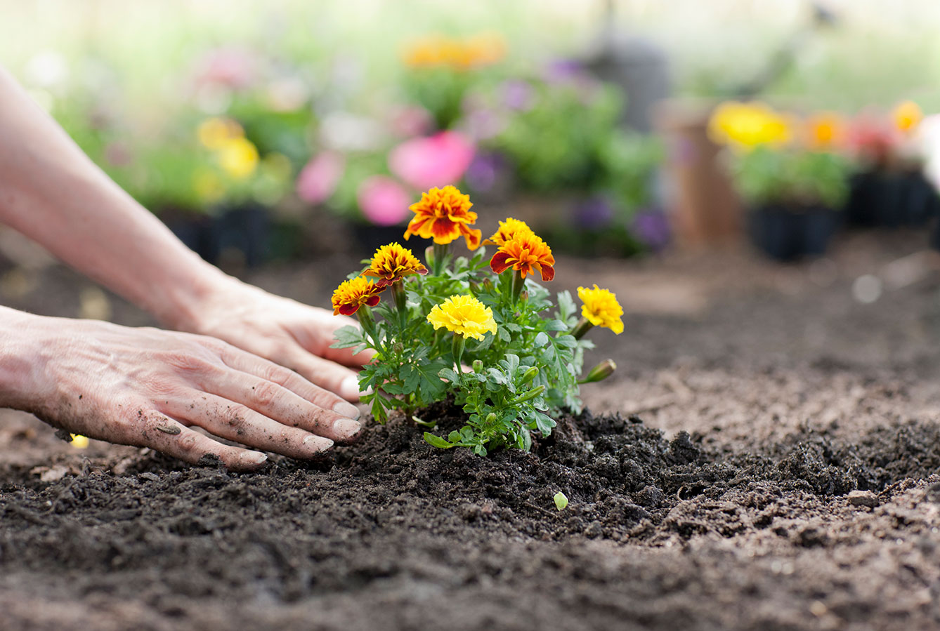 Planting marigold flowers