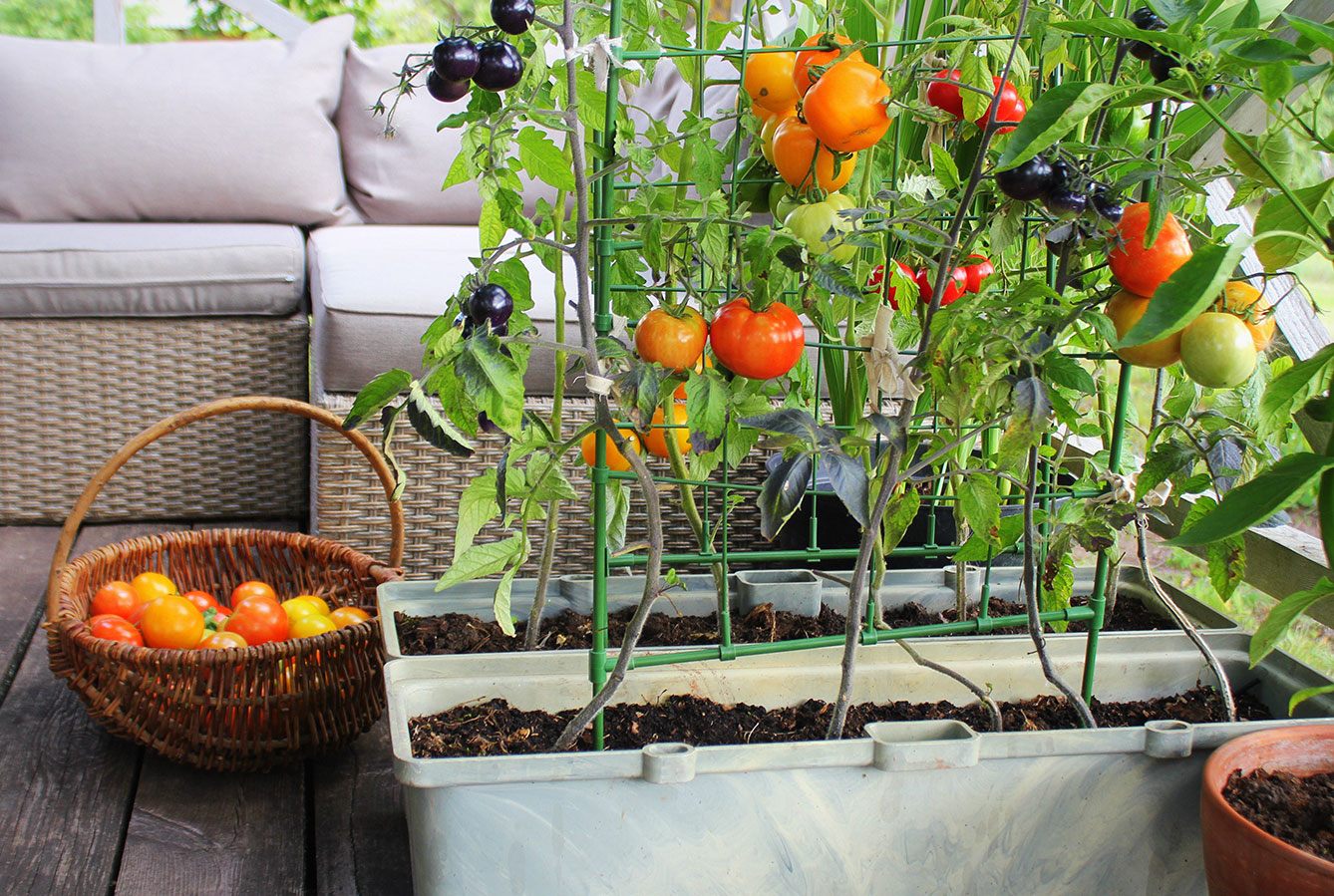 tomatoes in planters