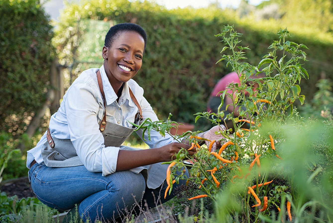 woman harvesting peppers in home garden